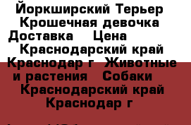 Йоркширский Терьер .Крошечная девочка. Доставка. › Цена ­ 25 000 - Краснодарский край, Краснодар г. Животные и растения » Собаки   . Краснодарский край,Краснодар г.